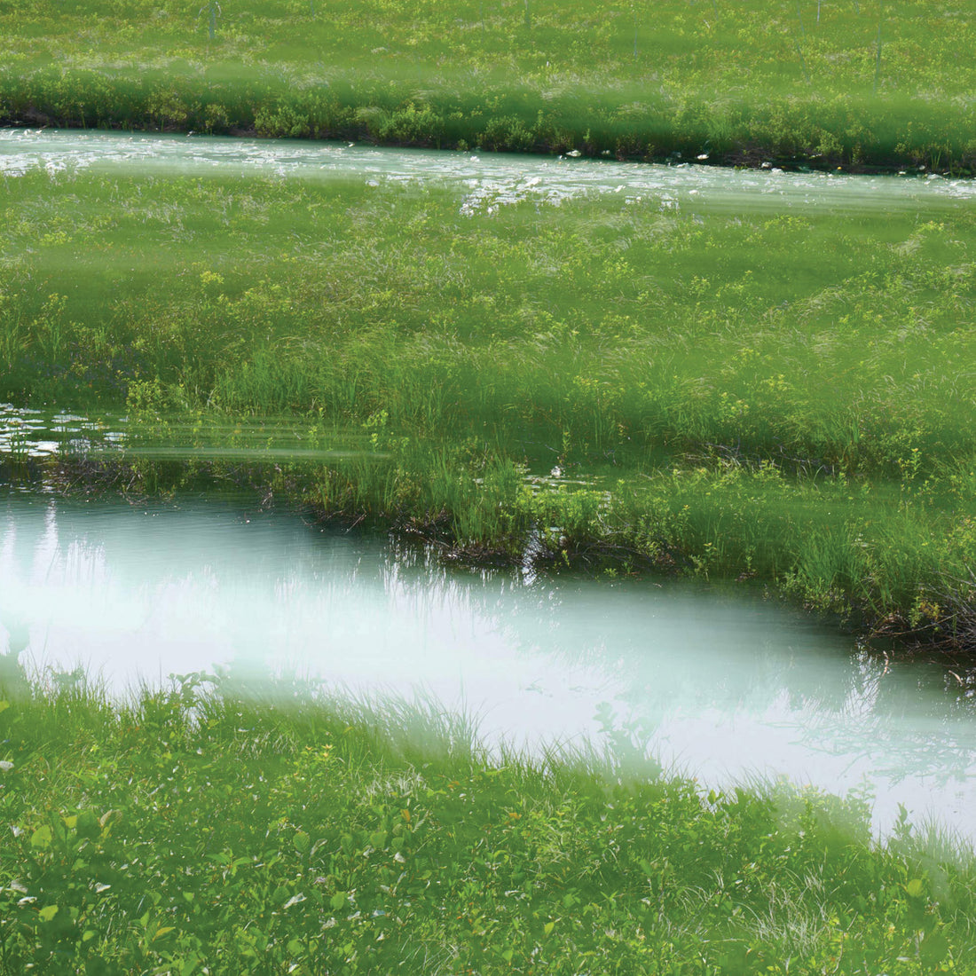 Bruno Larue "Rice Field" abstract photography nature landscape Canadian Quebec artist