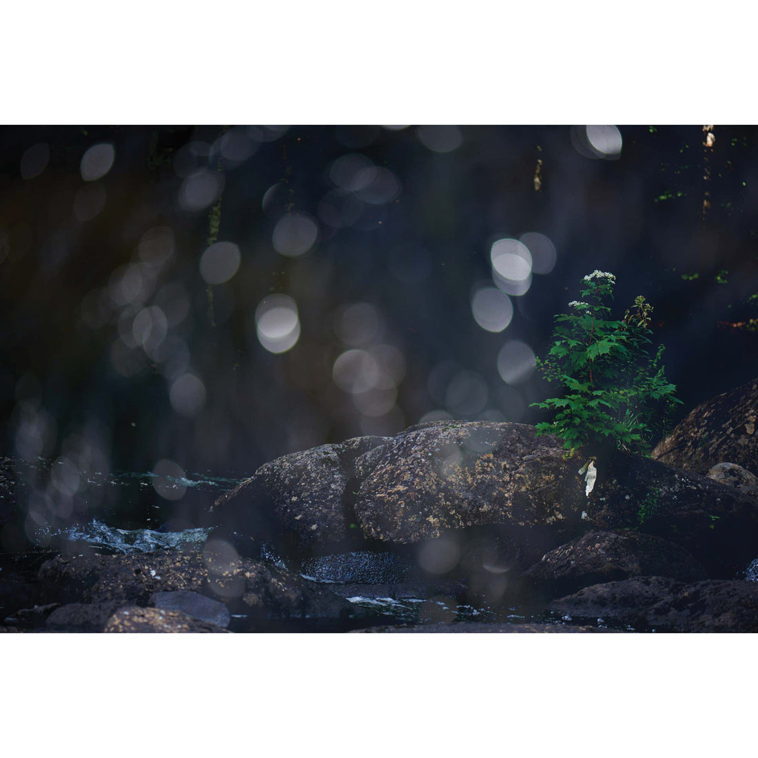 Bruno Larue "Undergrowth 1" abstract landscape nature photography Canadian Quebec artist