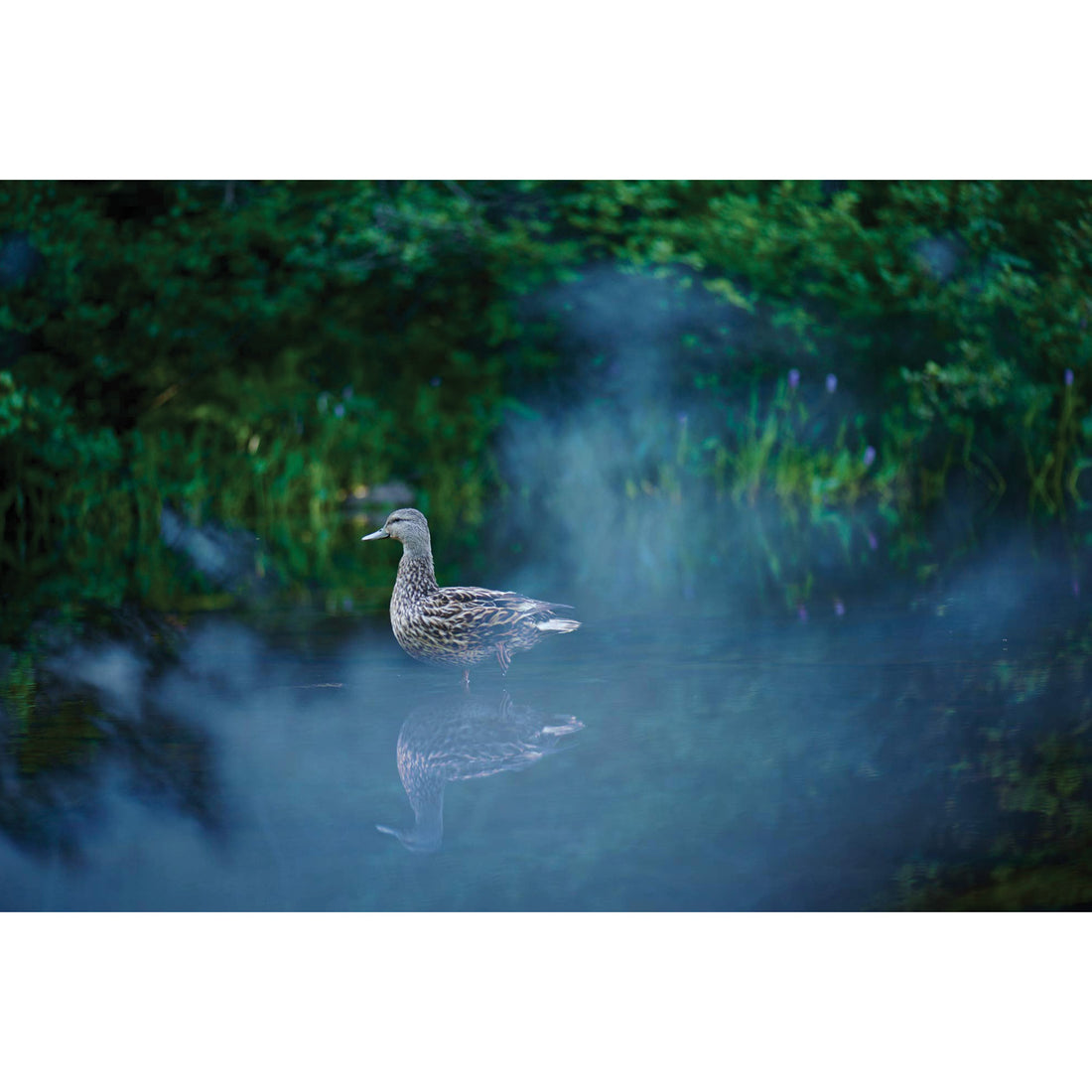 Bruno Larue "Untitled 7" abstract nature landscape photography Canadian Quebec artist