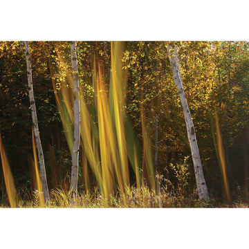 Bruno Larue "Autumn Light" abstract nature landscape photography Canadian Quebec artist
