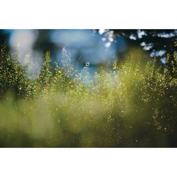 Bruno Larue "Summer Perfume" nature landscape abstract photography Canadian Quebec artist