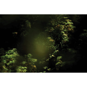 Bruno Larue "Undergrowth 2" abstract landscape nature photography Canadian Quebec artist
